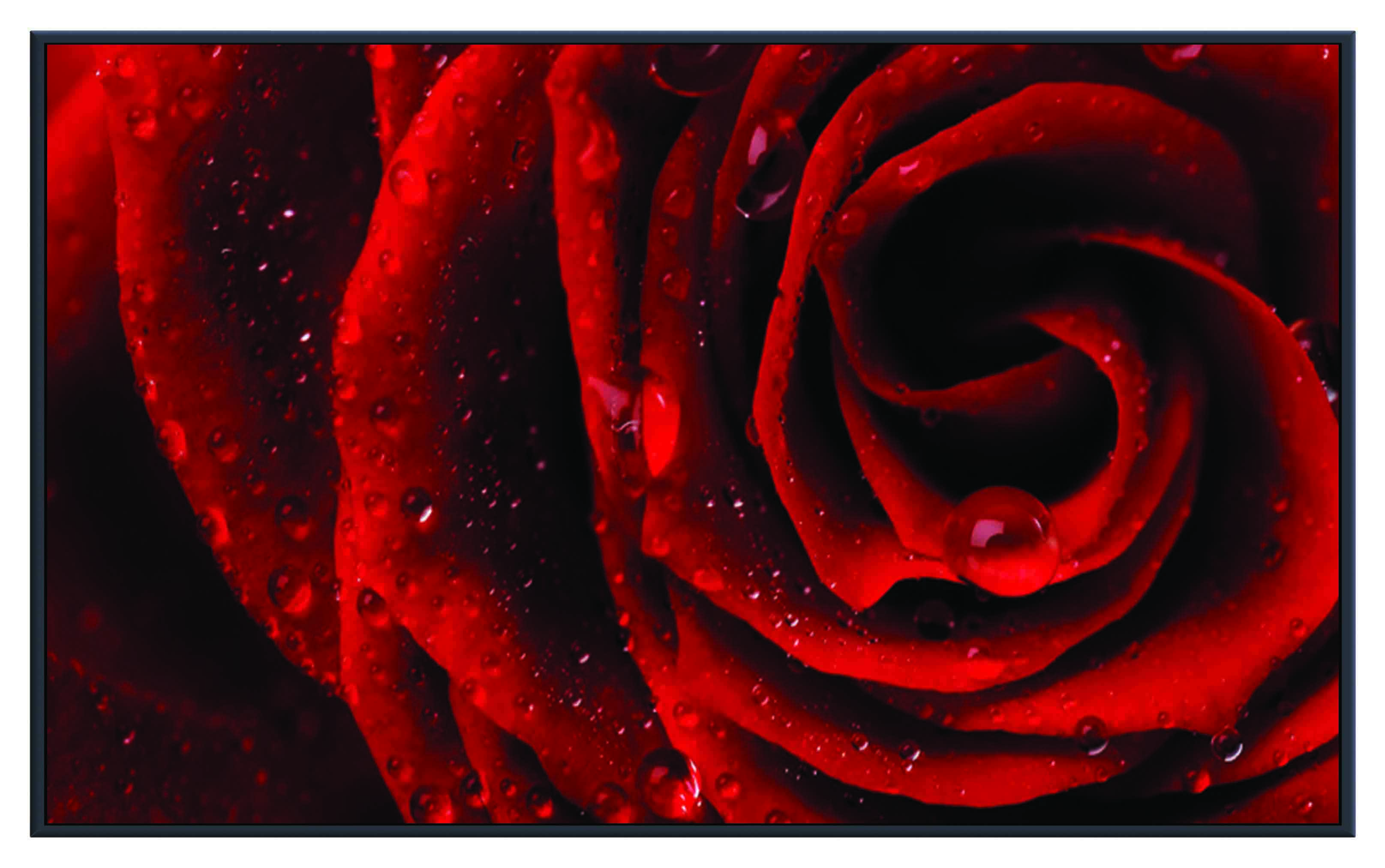 ASG243 Wall décor art printed on glass red rose